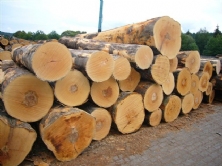 Gỗ Dẻ Gai Nhập Khẩu Trực Tiếp Từ Châu Âu